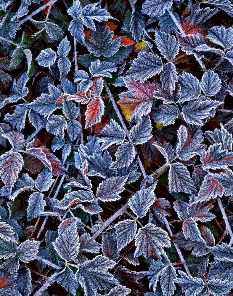 USA, Oregon Frost on wild blackberry bush